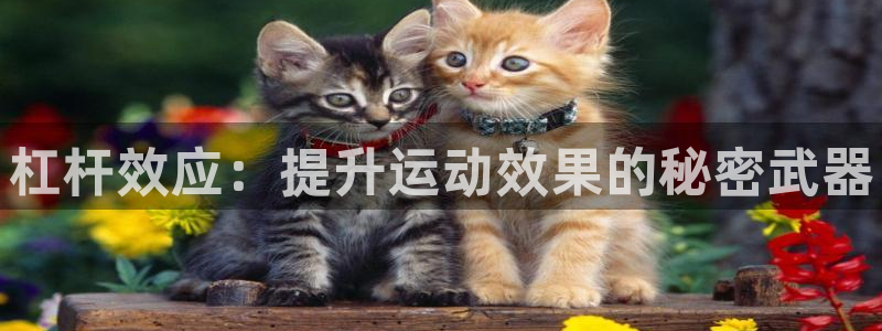 球速体育：杠杆效应：提升运动效果的秘密武器